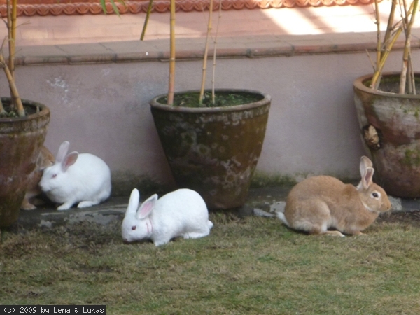 3949 das traumhotel für Magdi und Volker... Hasen am Dach und ein gemischte Grillplatte auf der speisekarte